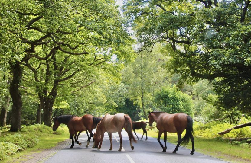 New Forest ponies